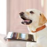 7 savjeta za vlasnike pasa koji imaju višak kilograma