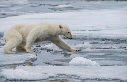 Polarni medvjedi ugroženi su već sada