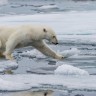 Polarni medvjedi će ove zime loviti normalno