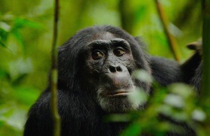 Čimpanze iz Ngogo centra su fascinantne