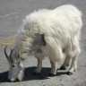 Kako spasiti i simbol Istre - istarsku kozu?