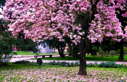 Magnolije su ukras svakog vrta