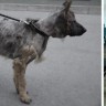 Odgovorno vlasništvo – rješenje za 15.000 napuštenih pasa u Republici Hrvatskoj