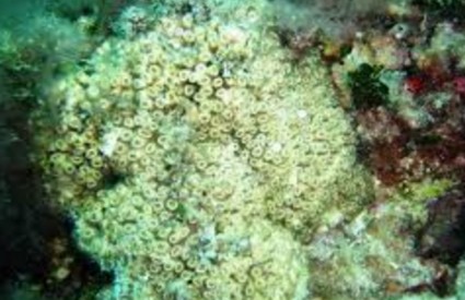 Najveći greben busenastog koralja je na Mljetu