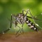 Komarci nam mogu itekako zagorčati život