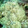 Busenasti koralj s Mljeta pred izumiranjem