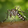 Što komarci mrze iz dna duše