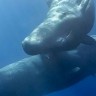 Kitovi su pod sve većom prijetnjom od ljudskih aktivnosti