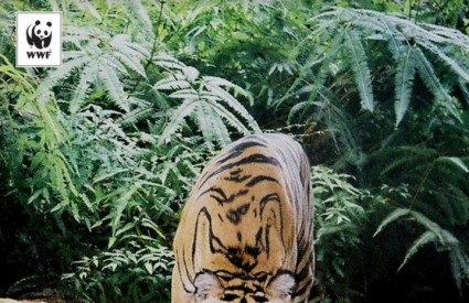 Tigrovi su izuzetno ugroženi