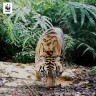 Smrtonosne zamke ugrožavaju desetljeća napora za očuvanje tigrova