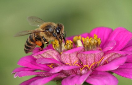 Svi znamo da pčele zuje, ali zašto...?