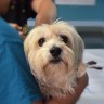 Prijatelji životinja pokrenuli peticiju za regulaciju i kontrolu cijepljenja pasa protiv bjesnoće 