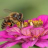 Pčela, kukac, oprašivanje