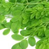 Moringa - prirodni lijek protiv upala