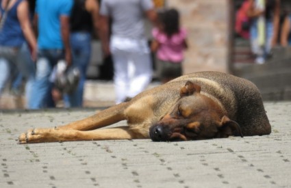 Napuštenih pasa trebalo bi biti manje