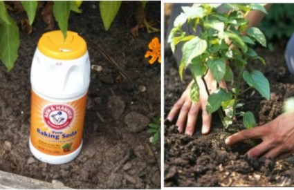 Iskoristite sodu bikarbonu u vrtu 