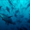 WWF prosvjeduje protiv neprihvatljivog povećanja kvota za ulov tuna