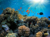 Veliki koraljni greben