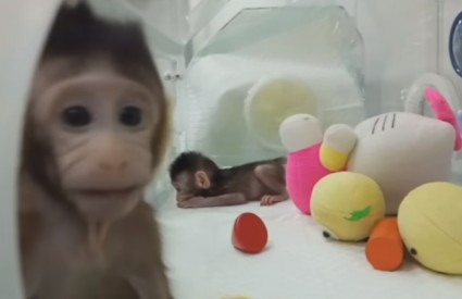 Prvi klonirani primati
