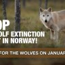 Norveški vukovi ne umiru sami!