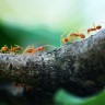 Proučavanjem mrava do novih antibiotika