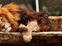Ne diraj lava dok spava ;)