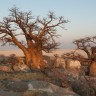 Najstariji baobabi polako nestaju