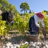 Kad vina svjedoče o ljepoti dalmatinskog juga