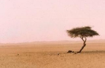 Drvo pustinje Tenere u Nigeru