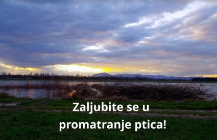Promatrajte ptice Promatrajte ptice