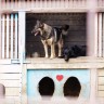 U središtu Zagreba, udruge i psi poručuju: Ljubav se ne kupuje