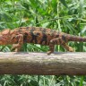 Kako spasiti evolucijsku bioraznolikost na Madagaskaru