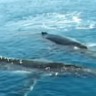 Pametne plutače spašavaju kitove