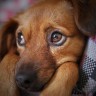 Kažnjavanje pasa ostavlja posljedice na zdravlje