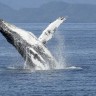 Kitove ugrožava zagađenje bukom od rudarenja morskog dna