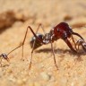 Saharski srebrni mrav je najbrži mrav na svijetu