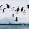 Kolonije pingvina na Antarktici smanjile su se i do 77% 