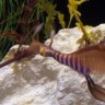 Morski zmajevi uspješno uzgojeni u akvariju