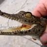 11 malih krokodila pobjeglo iz ZOO-a