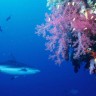 Smanjen broj morskih pasa blizu koraljnih grebena