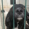 U šibenskom skloništu umire svaki peti pas