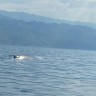 Pomozite nam pronaći velikog kita u Velebitskom kanalu
