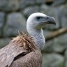 ZG Zoo: Međunarodni dan ptica strvinara