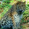 Kineska leopardica Odilia oduševila Tadzika