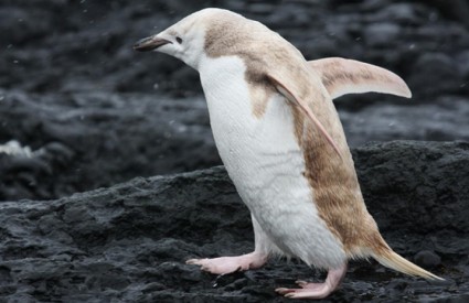 Bijeli pingvin