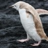 Rijetki bijeli pingvin pronađen na Galapagosu