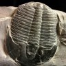 Otkril 500 milijuna godina star fosil trilobita