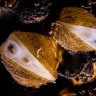 Hrvatska endemska vrsta školjkaša u utrci za mekušca godine
