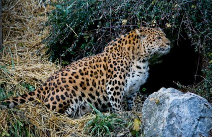 Kineski leopard