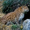 Kineska leopardica i ženka dvoprstog ljenivca procvjetale u Zagrebu